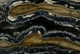 Mammoth Molar Slices With Case - South Carolina #377856-2